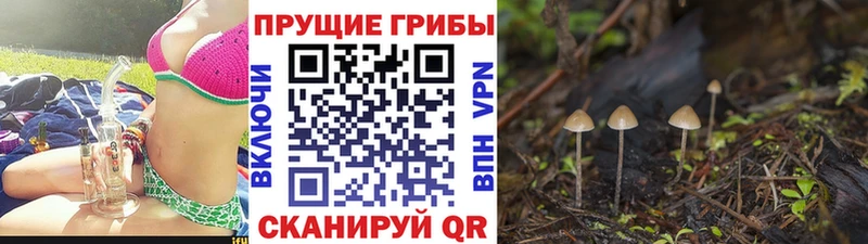 Псилоцибиновые грибы Cubensis Петров Вал